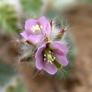 Image of Monsonia heliotropioides (Cav.) Boiss.