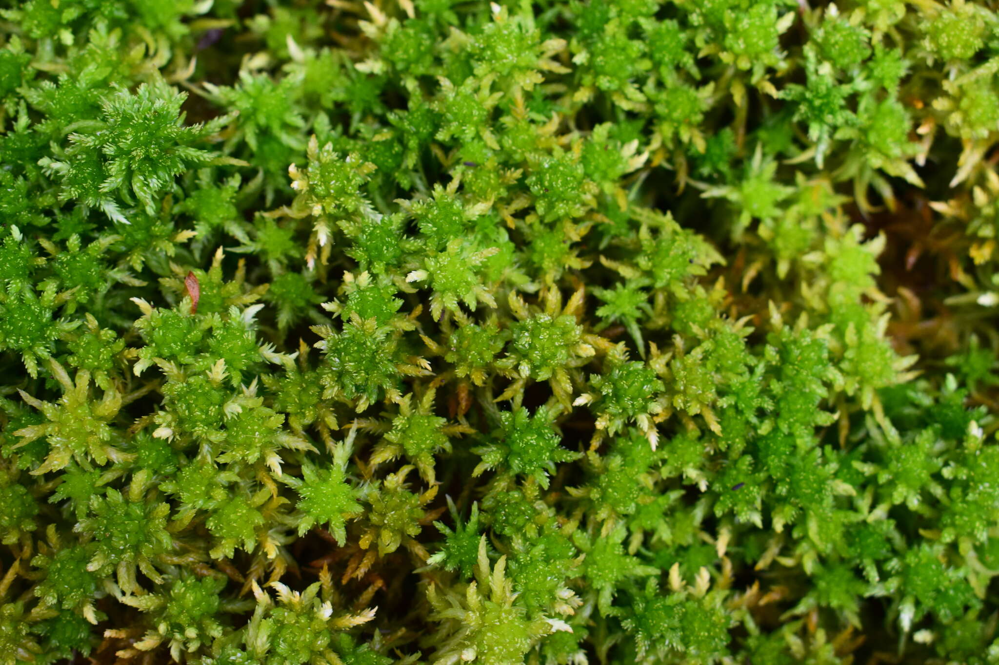 Sphagnum lescurii Sullivant ex A. Gray 1856的圖片