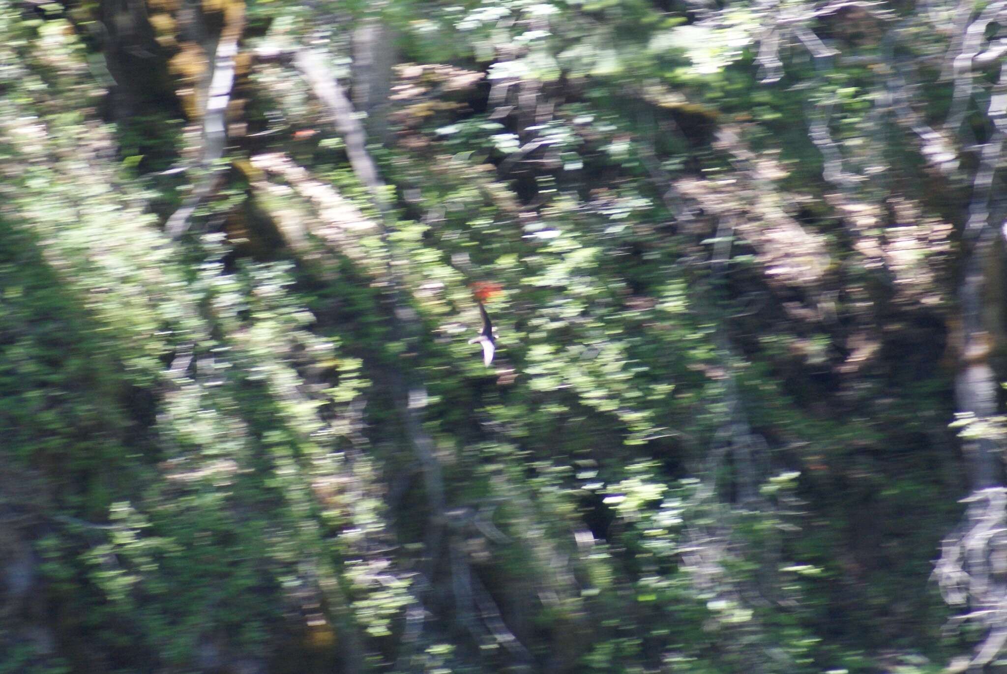 Image of American Black Swift