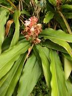 Imagem de Alpinia ilanensis S. C. Liu & J. C. Wang