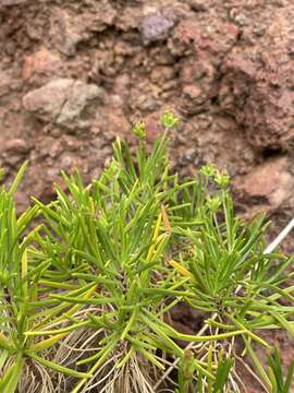 Plantago arborescens Poir. resmi