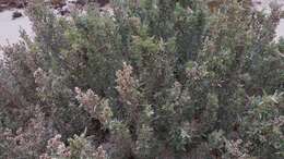 Imagem de Atriplex cinerea Poir.