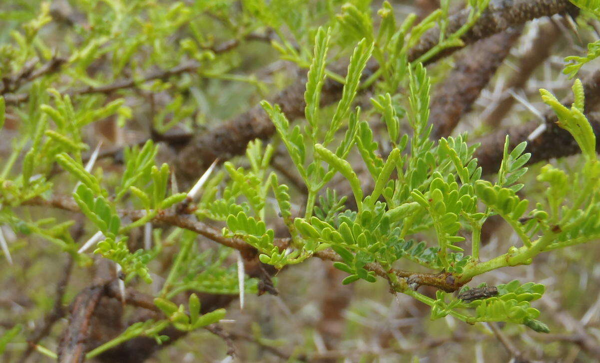 Plancia ëd Vachellia karroo (Hayne) Banfi & Galasso