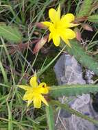 Imagem de Corchorus asplenifolius Burch.