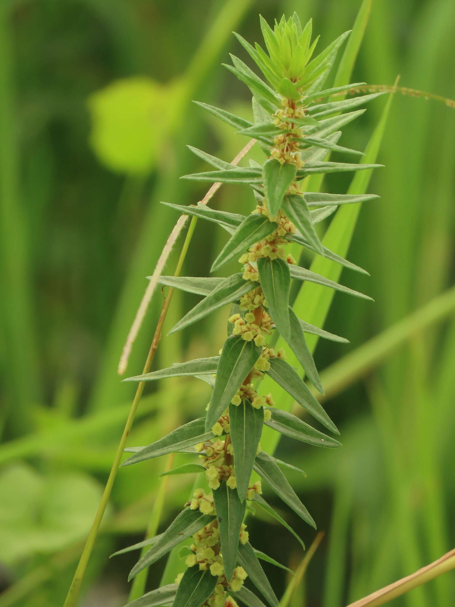 Image of Pouzolzia pentandra (Roxb.) Benn.