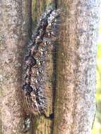 Image of Ochre Dagger Moth