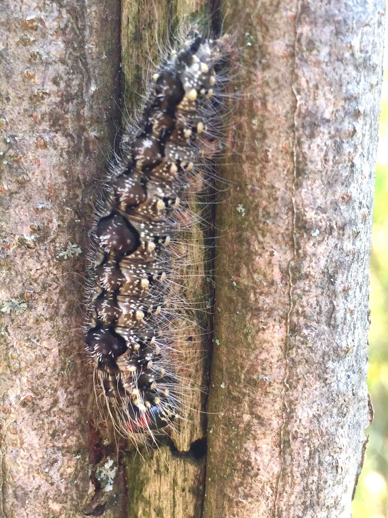 Image of Ochre Dagger Moth