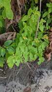 Image of Kohleria tubiflora (Cav.) Hanst.