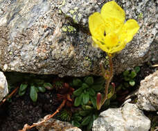 Sivun Saxifraga chrysantha A. Gray kuva