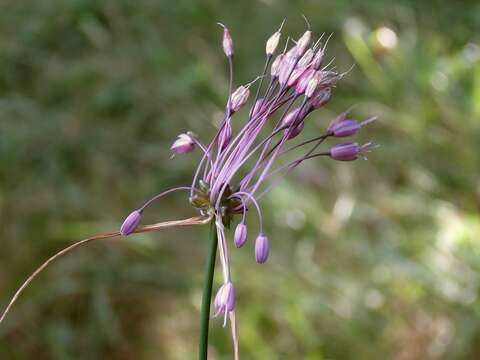 Image of Allium carinatum subsp. carinatum