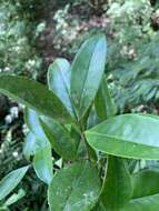 Imagem de Pyrenaria microcarpa (Dunn) H. Keng