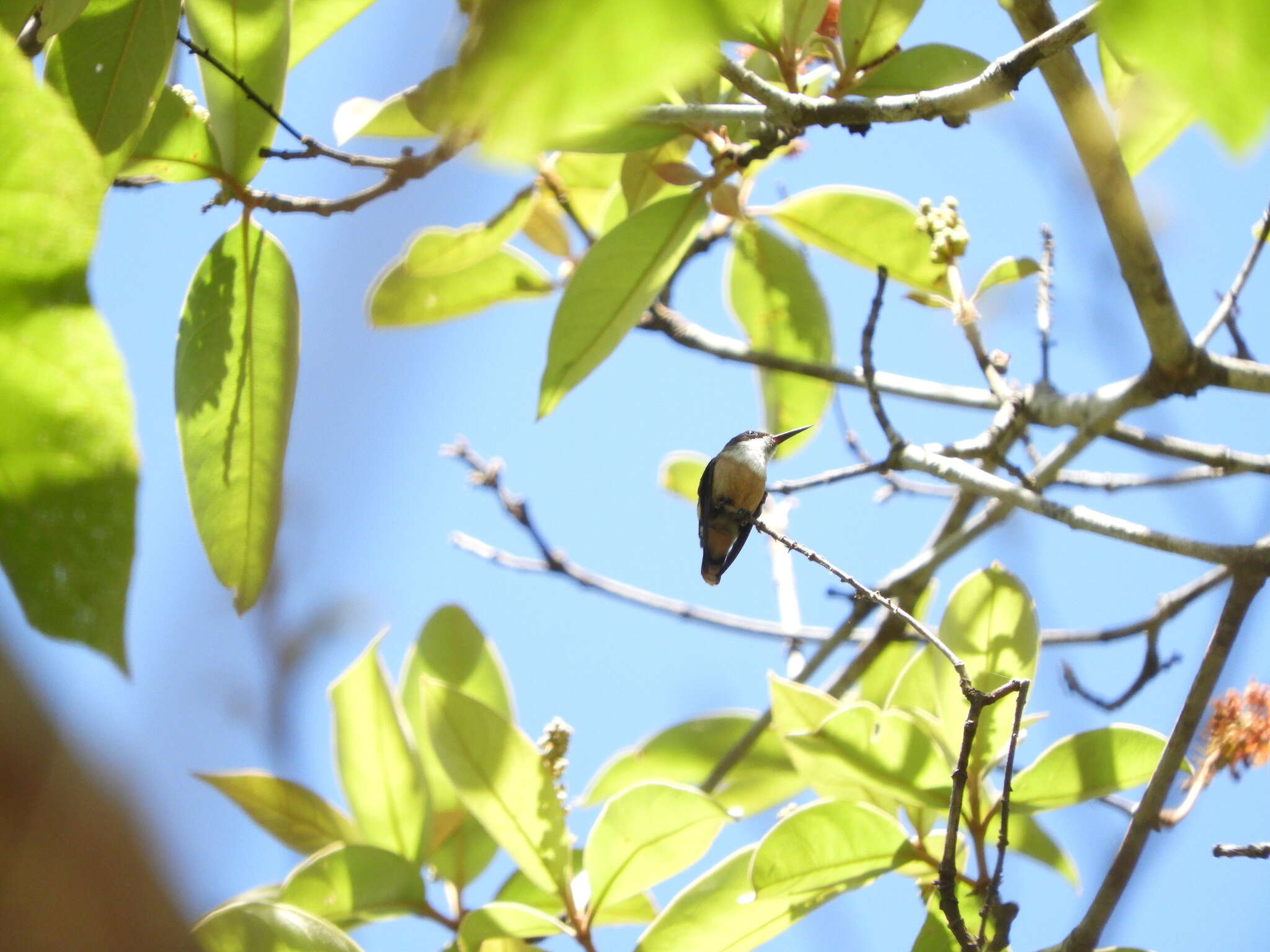 Image of White-crested Coquette