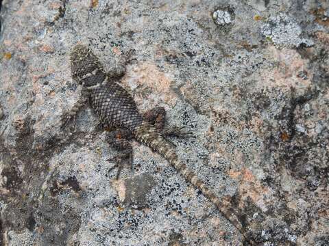 Sceloporus mucronatus Cope 1885 resmi