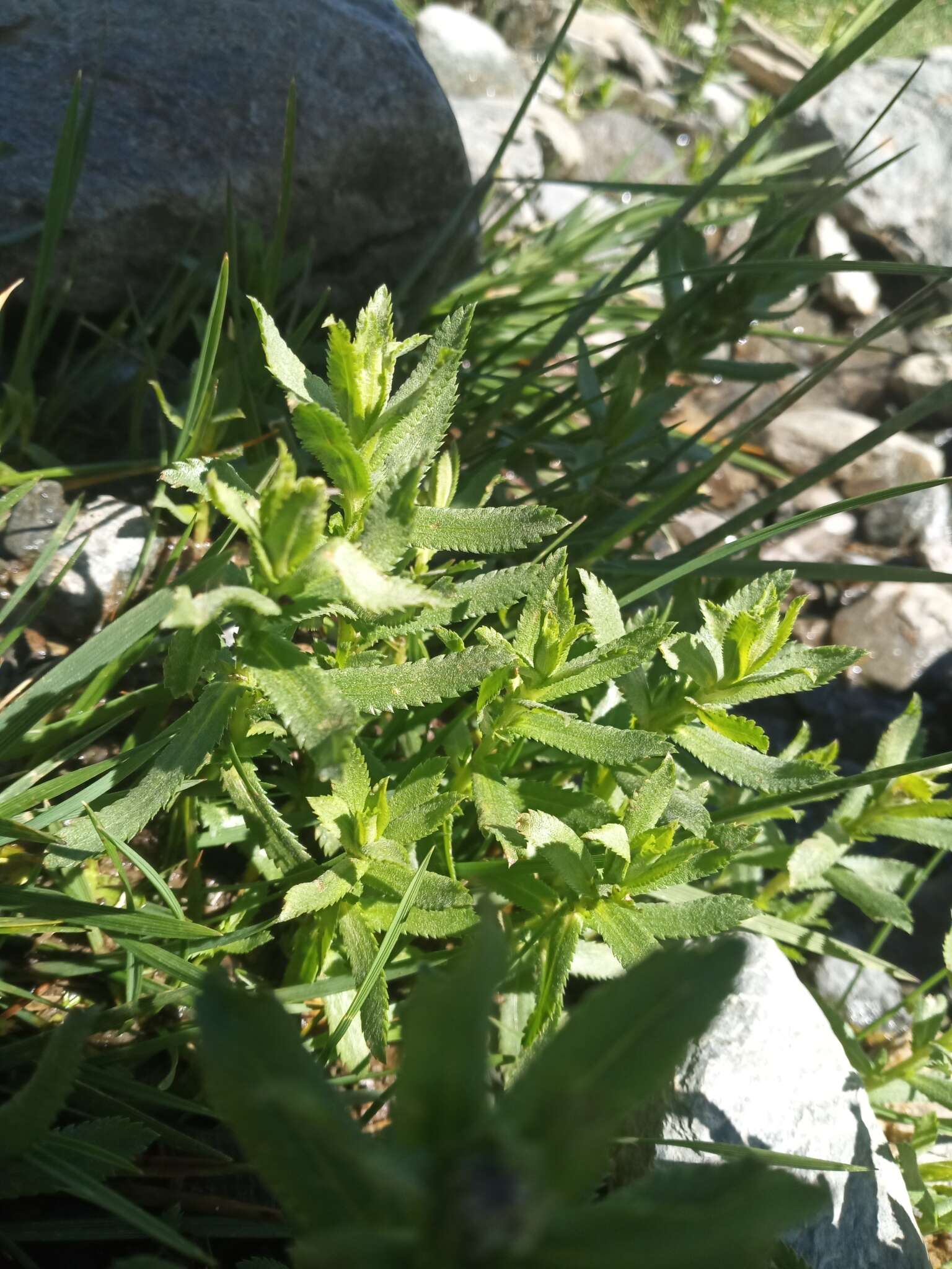 Image of Achillea pyrenaica Sibth. ex Godron