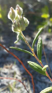 Image of pine barren frostweed