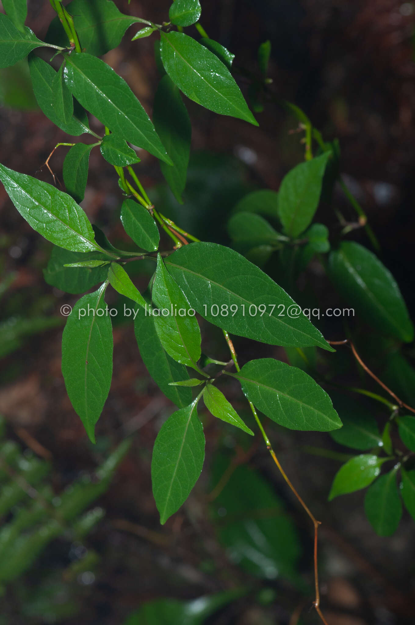 Слика од Solanum pittosporifolium Hemsl.