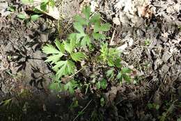 Ranunculus hispidus var. caricetorum (Greene) T. Duncan的圖片