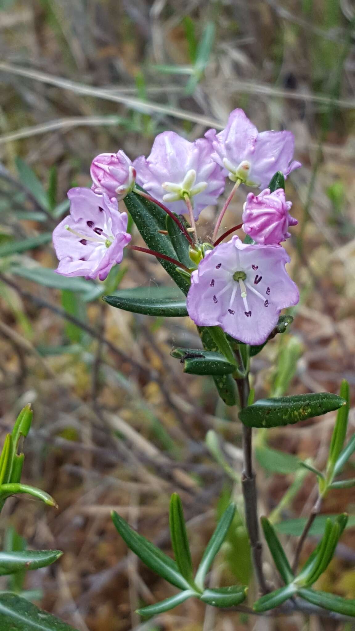 Image of bog laurel