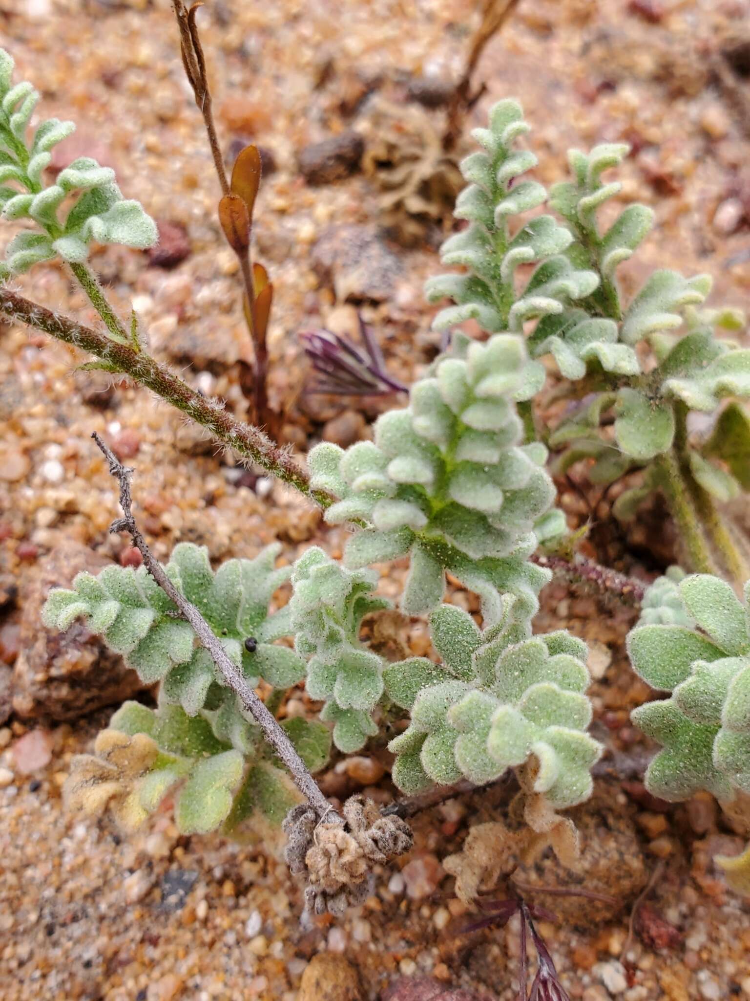 Image of Cristaria glaucophylla Cav.