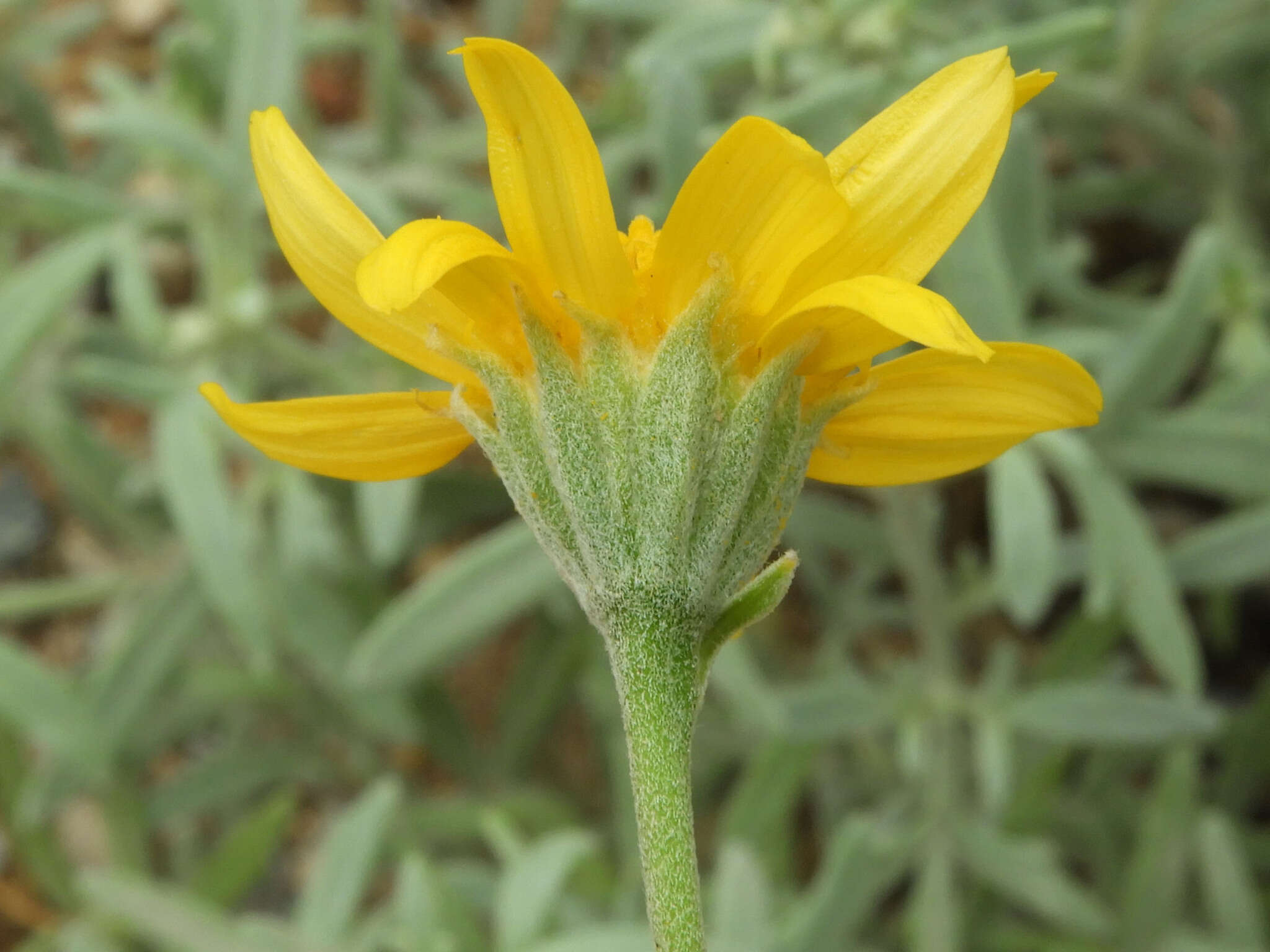 Image of hairyseed bahia