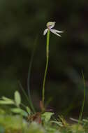 Image of Slender forest orchid