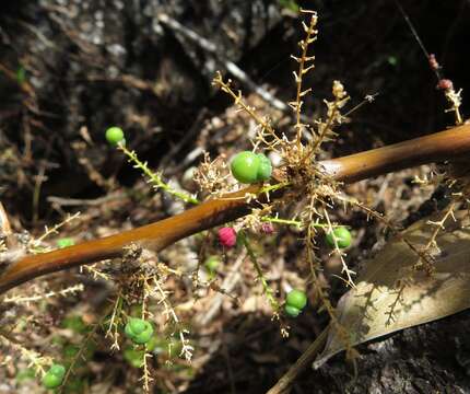 Image of Asparagus racemosus Willd.