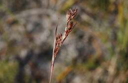 Image of Machaerina acuta (Labill.) J. Kern