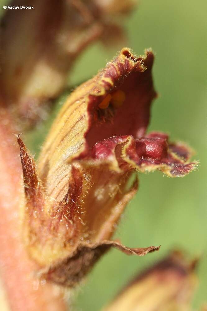 Image of Orobanche gracilis Sm.