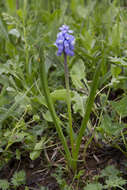 Слика од Pseudomuscari coeruleum (Losinsk.) Garbari