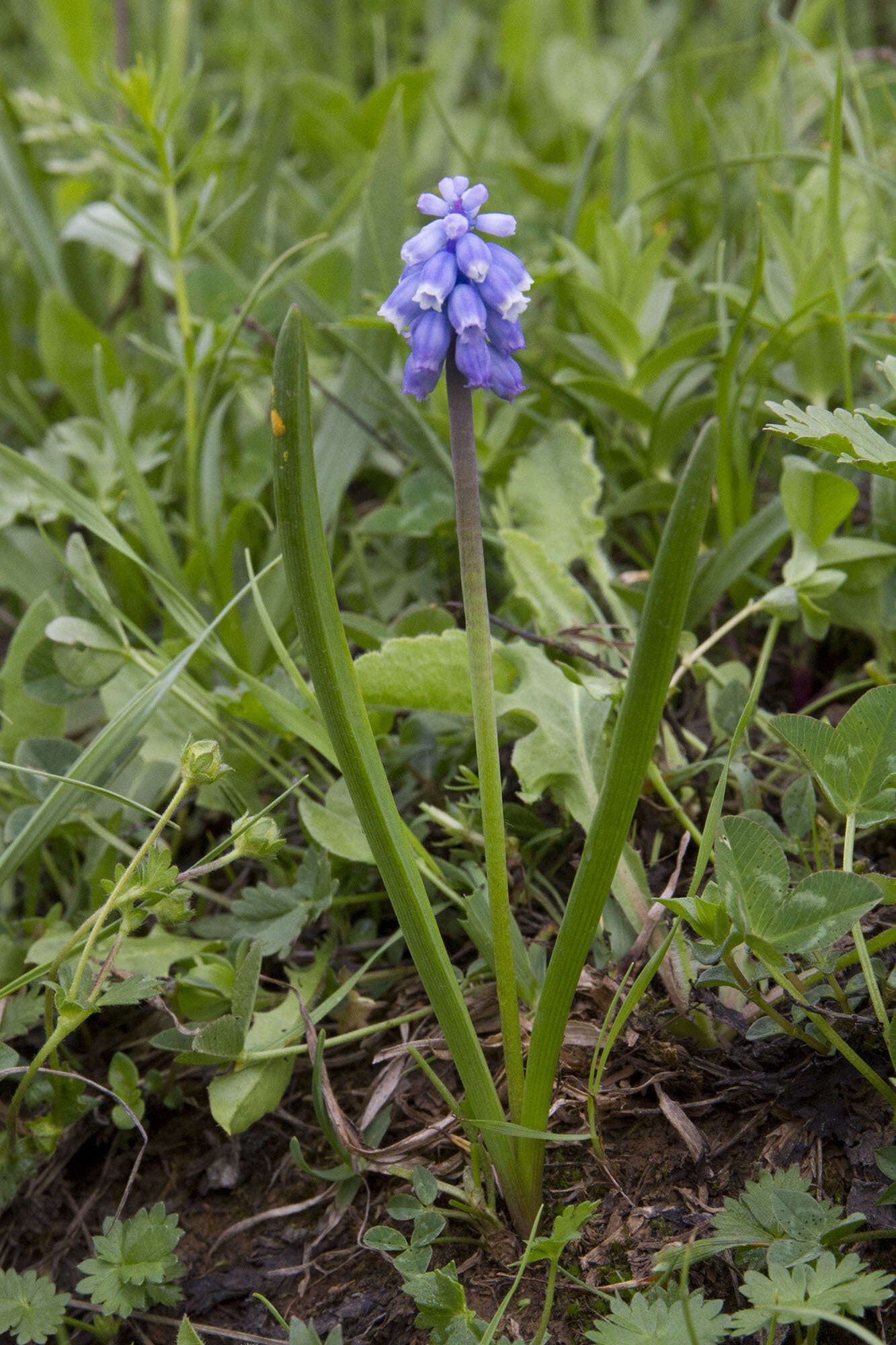 Слика од Pseudomuscari coeruleum (Losinsk.) Garbari