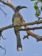 Image of African Grey Hornbill