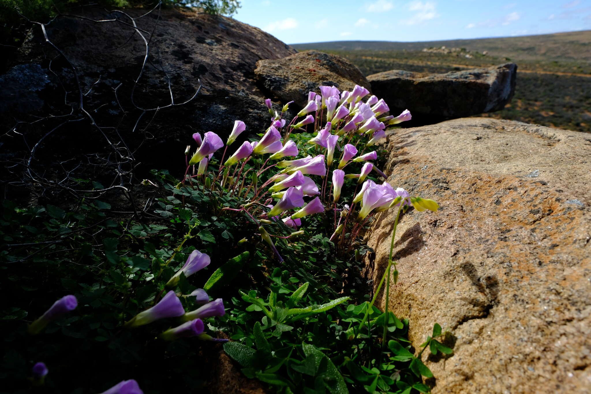 Sivun Oxalis comosa E. Mey. ex Harv. & Sond. kuva