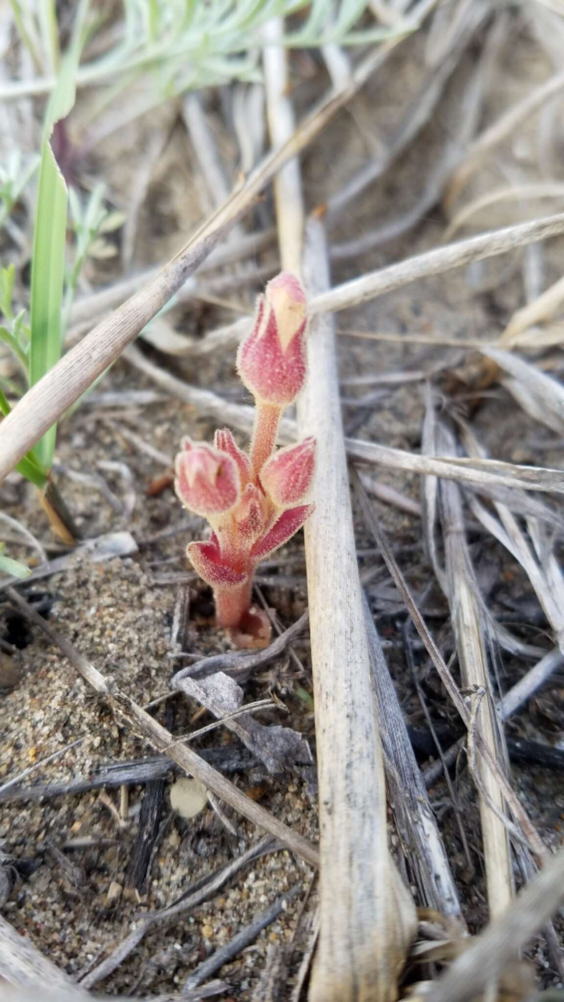 Image of clustered broomrape