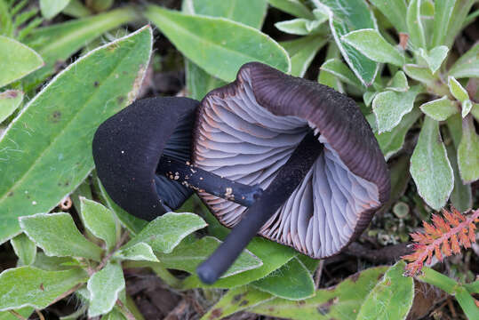 Image of Entoloma serrulatum (Fr.) Hesler 1967