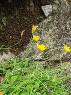 Image of mountain dwarfdandelion