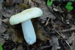 صورة Russula violeipes Quél. 1898