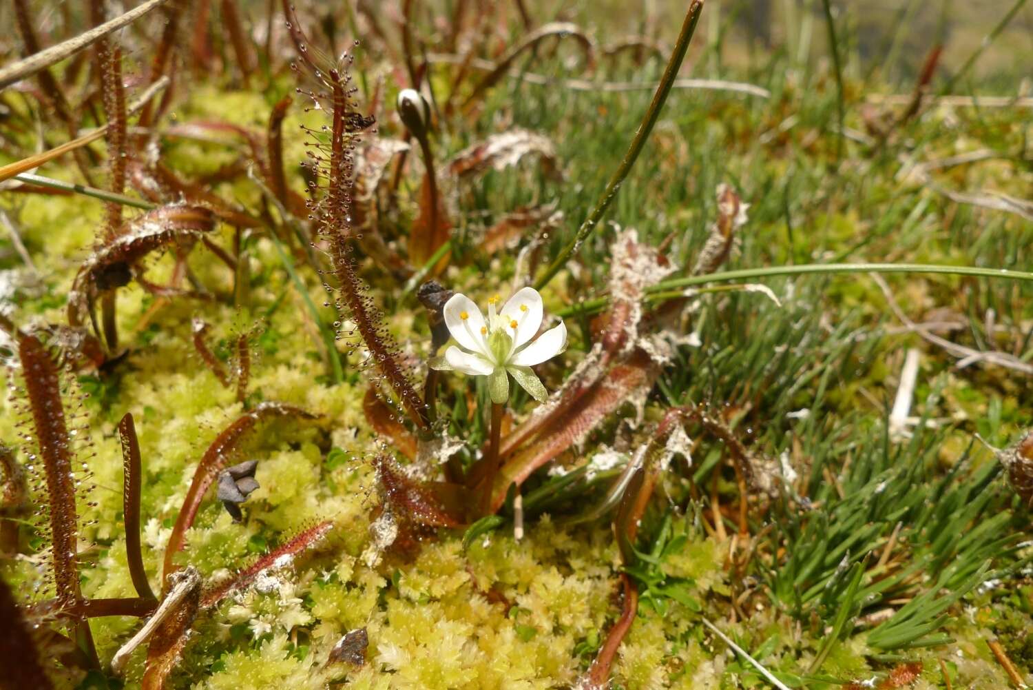 Image of Drosera arcturi Hook.