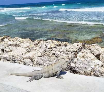 Image of Ctenosaura similis similis (Gray 1831)