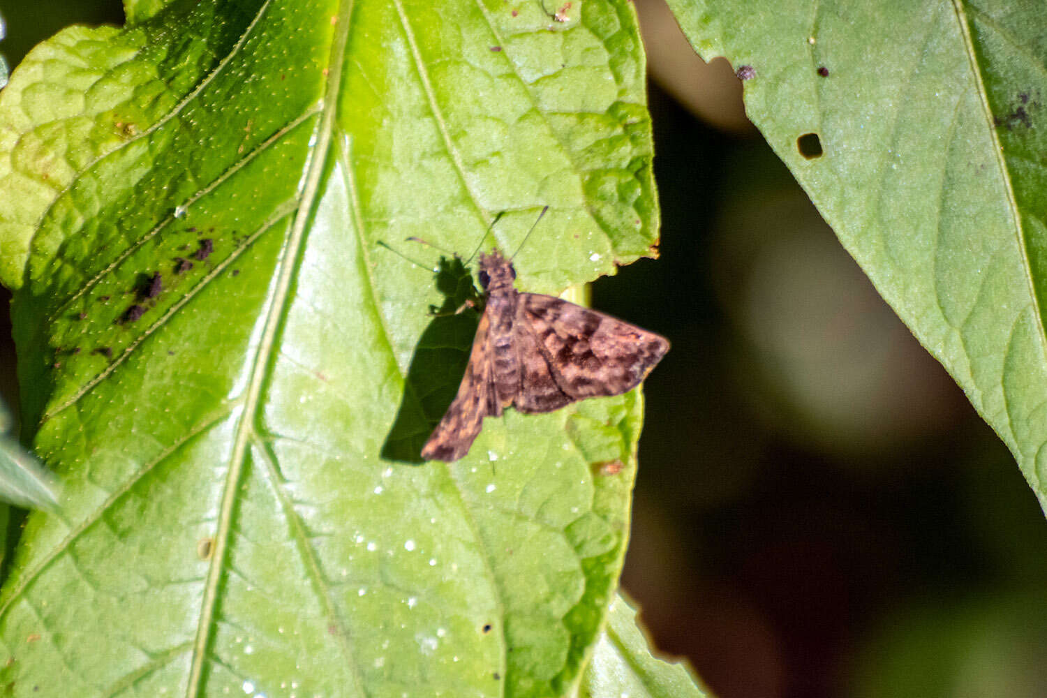 Image of Gorgythion beggina escalophoides Hayward 1941