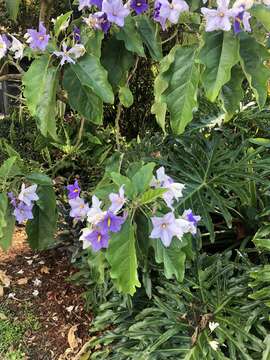 Слика од Solanum wrightii Benth.