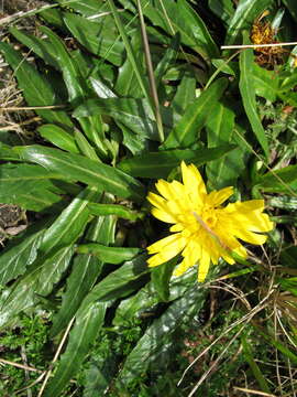 Image de Hypochaeris sessiliflora Kunth