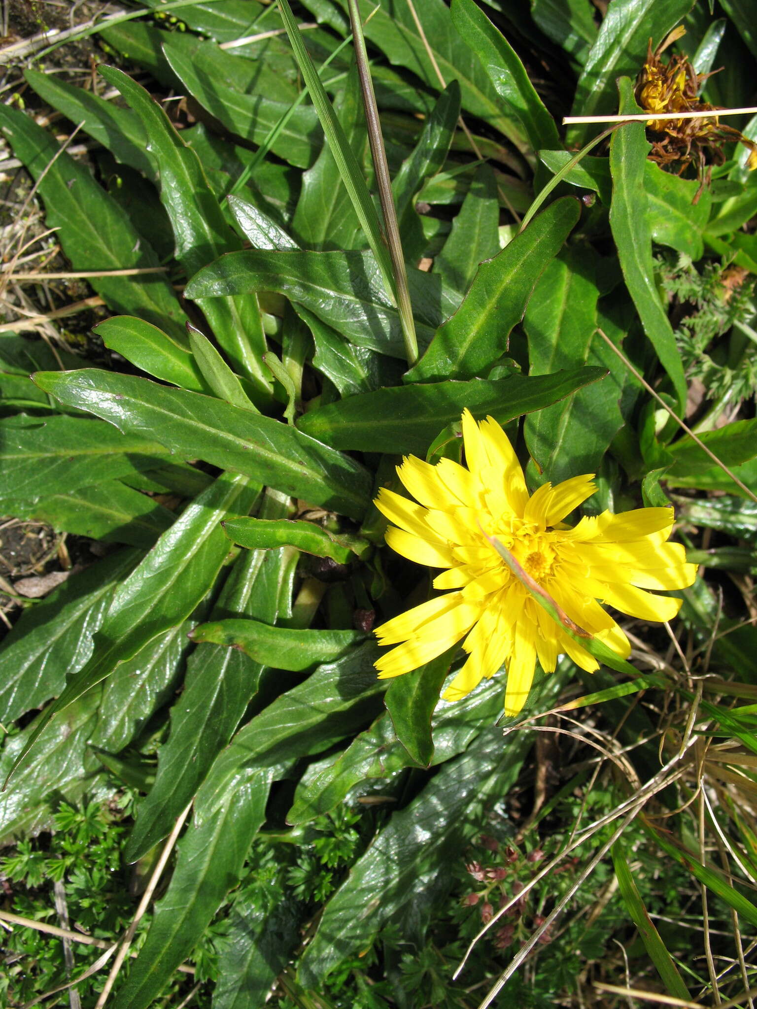 Image de Hypochaeris sessiliflora Kunth