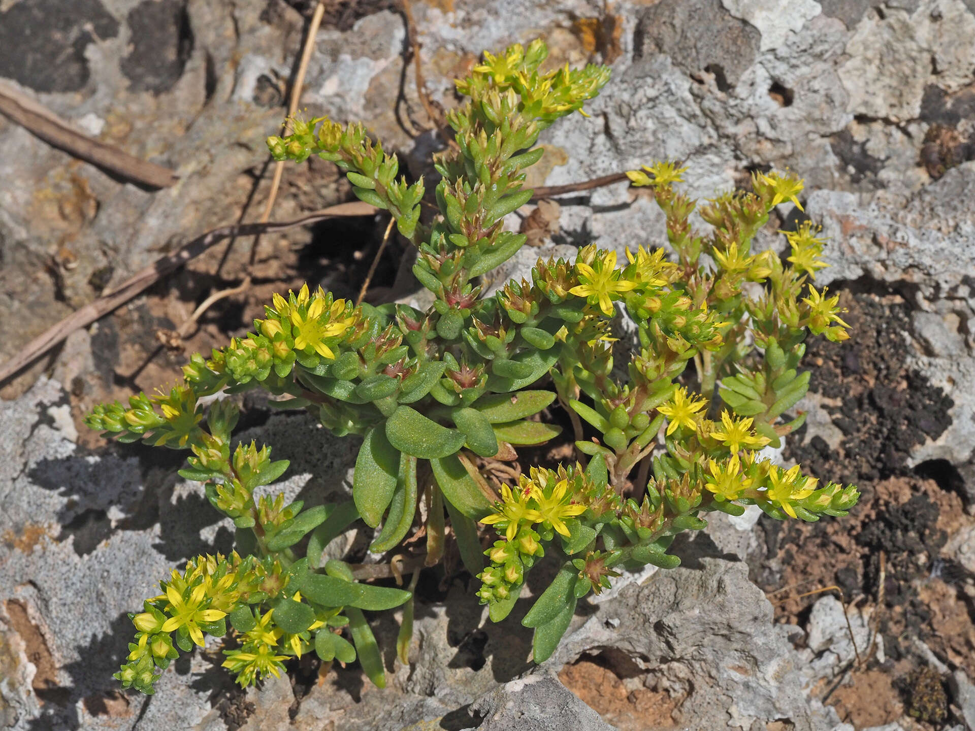 Image of Sedum praesidis H. Runemark & W. Greuter