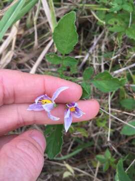 Imagem de Solanum commersonii Dun. ex Poir.