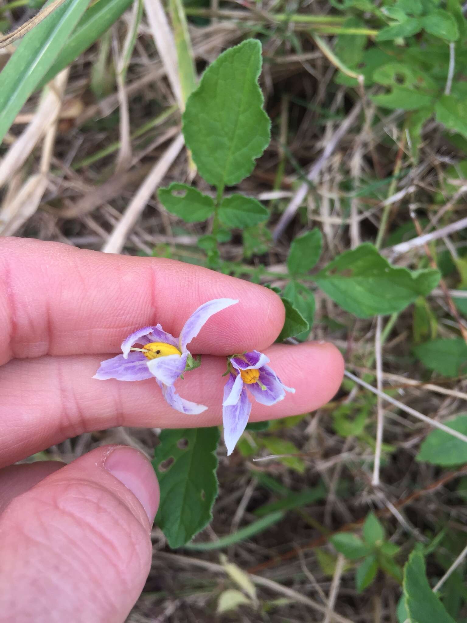 Image of Commerson's nightshade