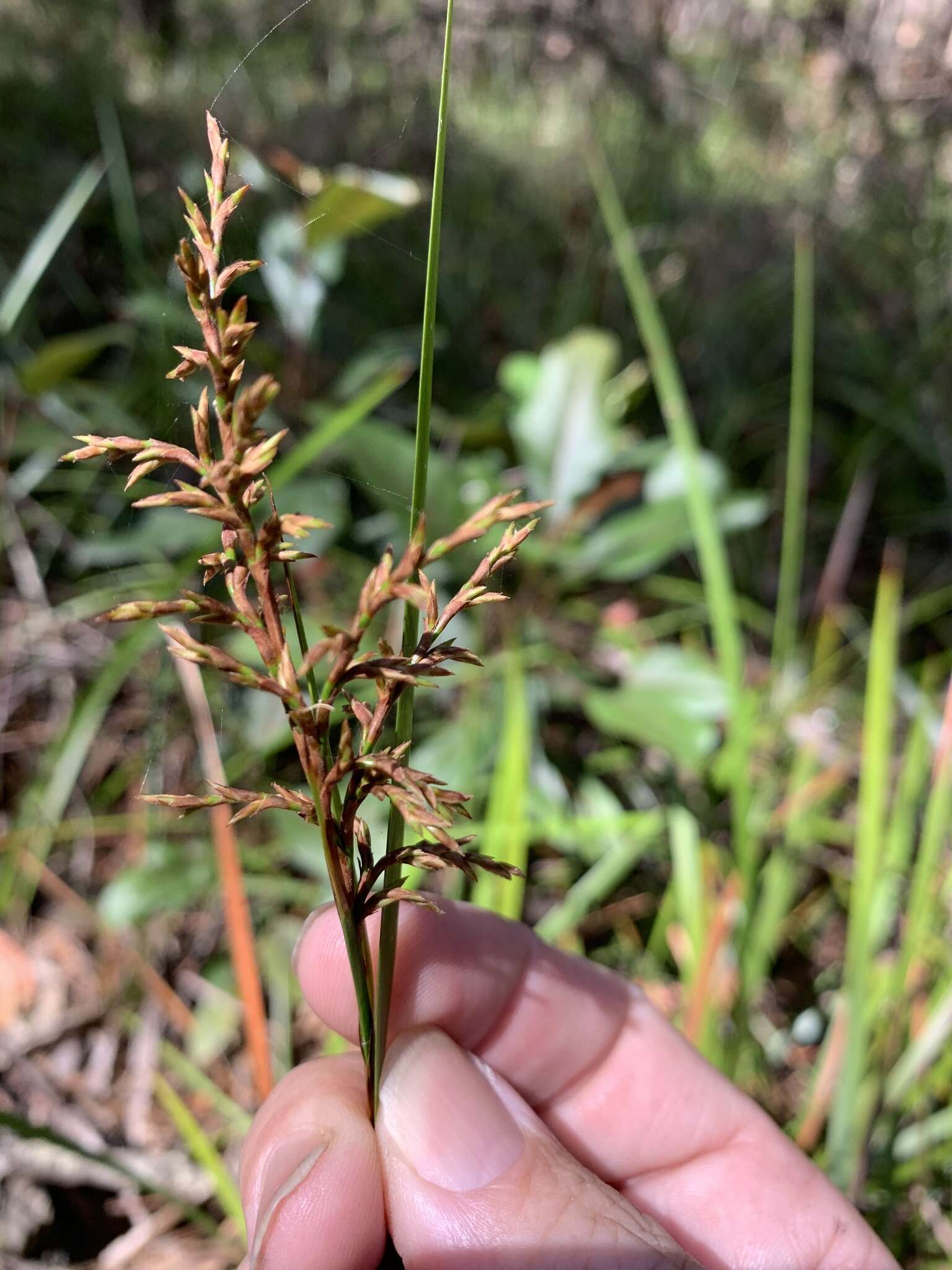 Image of Lepidosperma sieberi Kunth