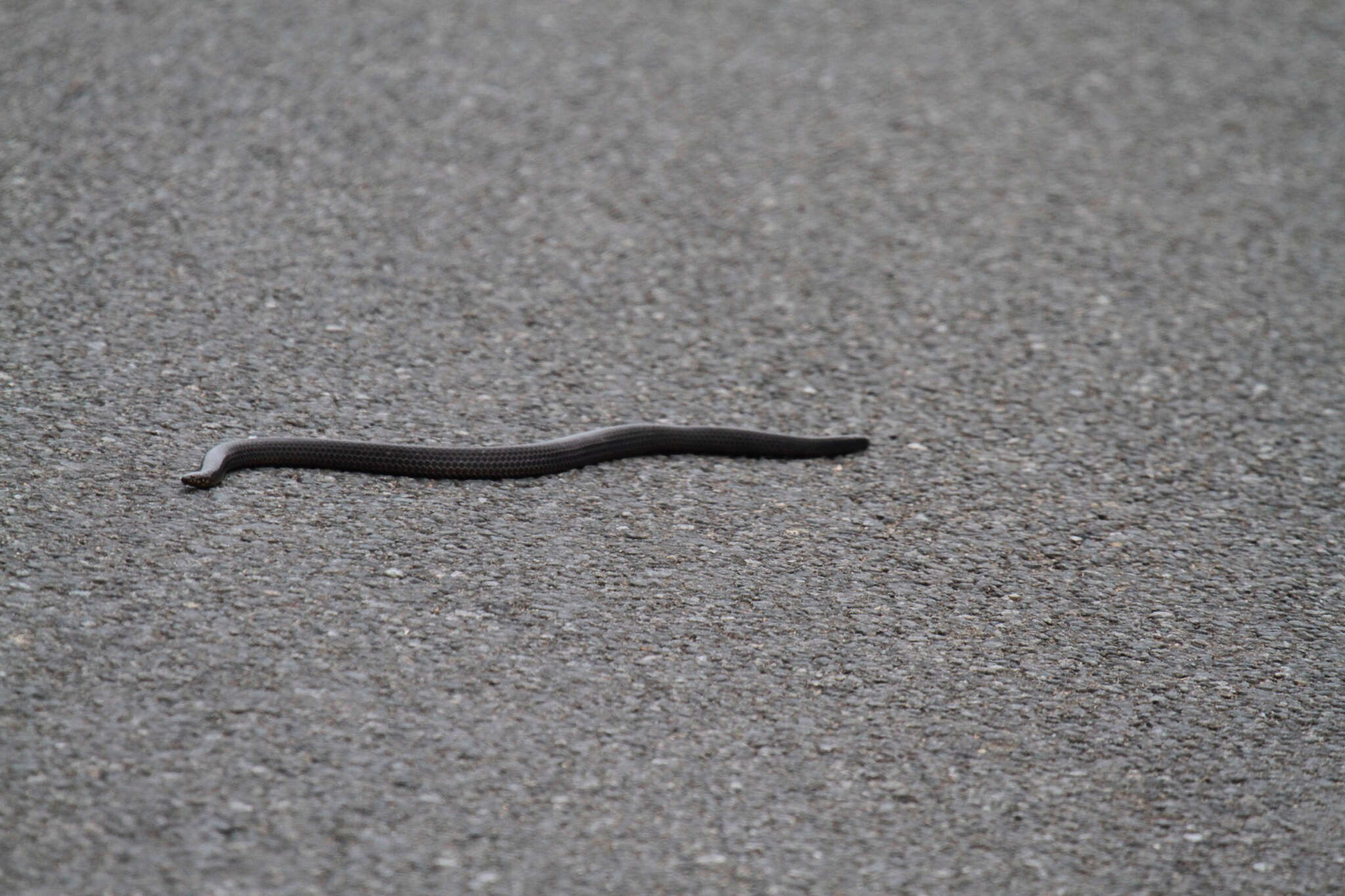 Image of Nilgiri Burrowing Snake