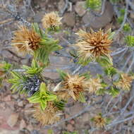 Image of Pteronia fasciculata L. fil.