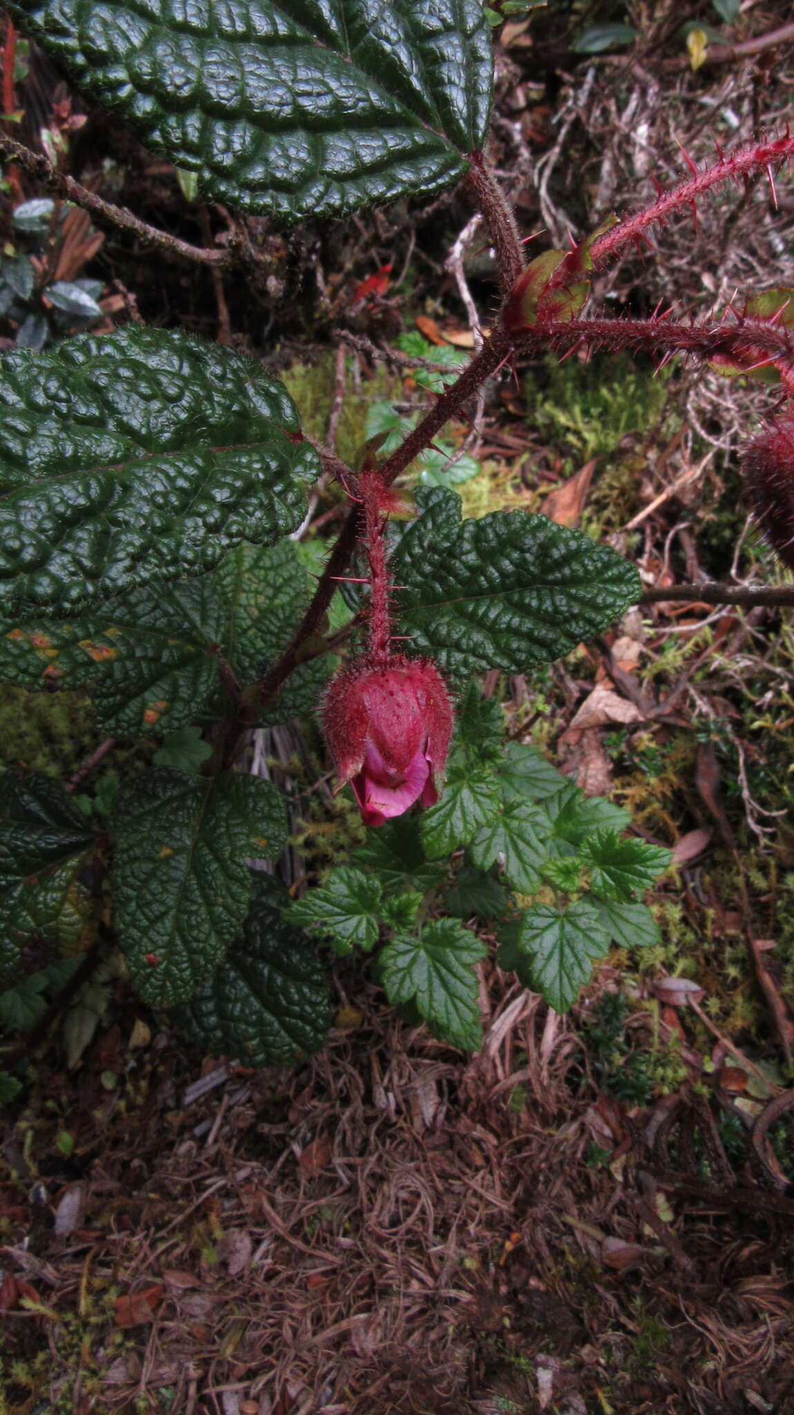 Image of Rubus acanthophyllos Focke