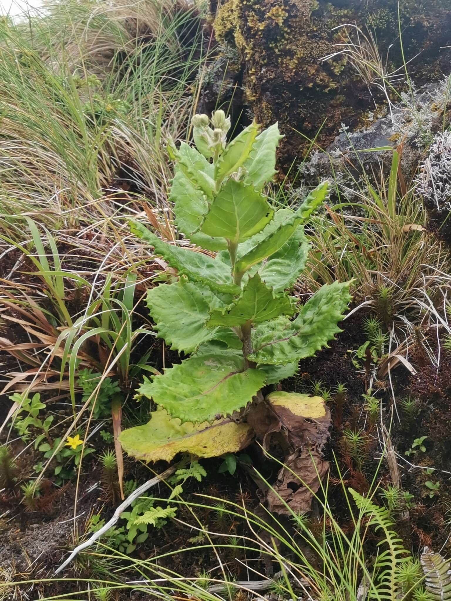 Tolpis azorica (Nutt.) P. Silva resmi